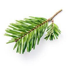 Fir tree branch isolated on white background. Green Pine close up. Christmas concept..