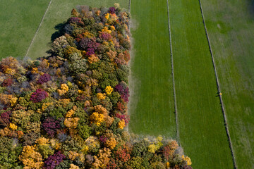 Aerial Drone Photo Looking Down on an Autumn Forest with Multi Colored Fall Trees in the Midwest_19