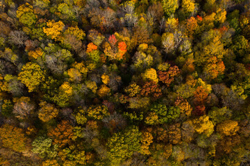 Aerial Drone Photo Looking Down on an Autumn Forest with Multi Colored Fall Trees in the Midwest_13