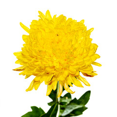 Close-up of yellow chrysanthemum flower with infinity white background