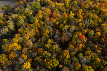 Aerial Drone Photo Looking Down on an Autumn Forest with Multi Colored Fall Trees in the Midwest_11