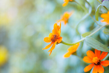 Fototapeta premium calendula with the beauty.