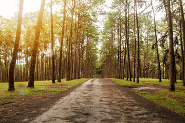 Fototapeta premium Pine with morning sunshine.