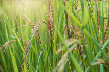 Rice growing with nature.
