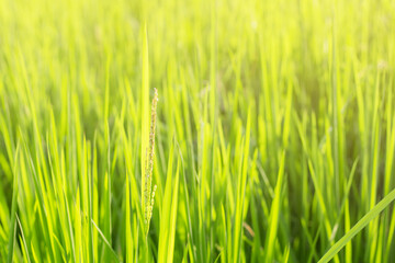 Fototapeta na wymiar rice leaves with natural background.