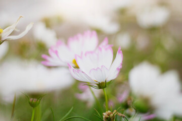White Cosmos with beautiful.