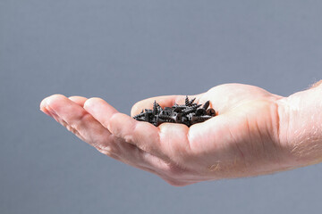 Black iron screws in the palm for wood. Fasteners, hardware in hand.