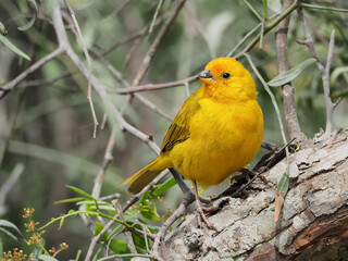 A yellow canary on the branches of a tree    