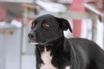 A portret of large mixed-breed Sheepdog stares off to the side against a winter white  background. Copy space. The dog's eyes search for its owner. Adoptable Dogs in Local Shelter. Hoping to adopt