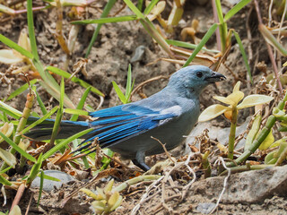 Blue gray tanager bird  with food in the beak     