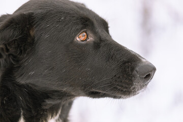 A portret of large mixed-breed Sheepdog stares off to the side against a winter white  background. Copy space. The dog's eyes search for its owner. Adoptable Dogs in Local Shelter. Hoping to adopt
