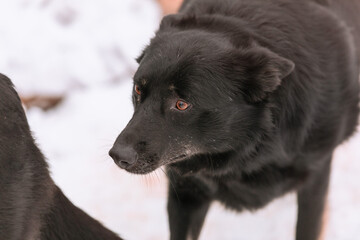A portret of large mixed-breed Sheepdog stares off to the side against a winter white  background. Copy space. The dog's eyes search for its owner. Adoptable Dogs in Local Shelter. Hoping to adopt