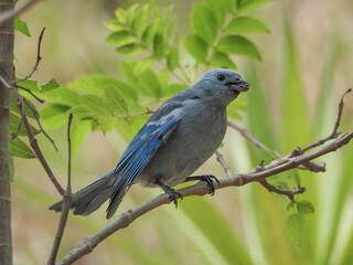 Blue gray tanager bird  with food in the beak     