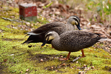公園を歩くカルガモのカップル