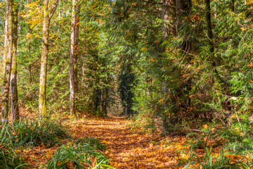 Mountain trail covered with autumn leaves.