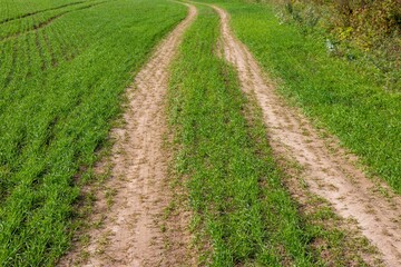 Fototapeta na wymiar Dirt road through a green agricultural field 