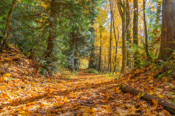 Fall leaves on mountain trail. 