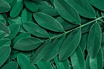 Fototapeta na wymiar Background with dark green leaves, fresh flat background