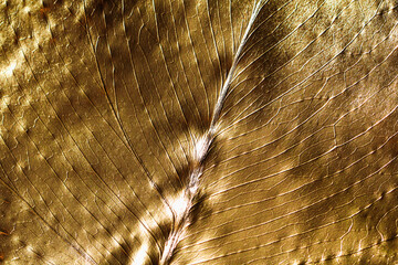 The texture of monstera leaf painted in gold color. Gold pattern. Abstract background.