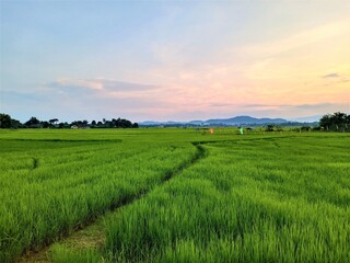 Obraz premium Dynamic sky with fields