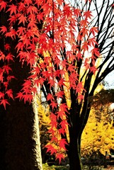 モミジの紅葉
