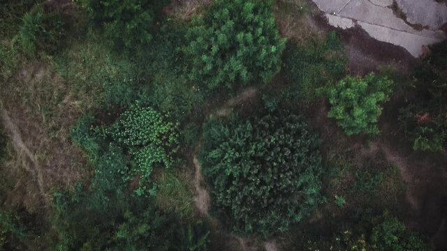 Slow-motion drone shot over some trees in the Urban Delta of Vacaresti in Bucharest, Romania. Formed in over 30 years over the abandoned hydrological bolder build in the communist period.