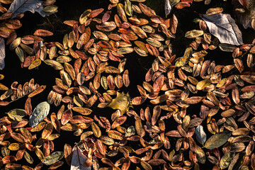 Autumn leaves floating in a pond