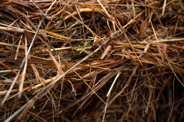 Photo Background with dry grass.