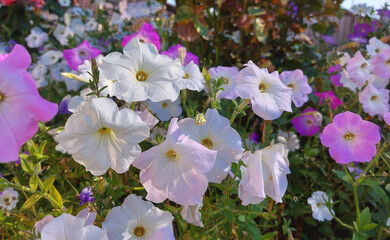 white and lilac petunia grows and blooms in the garden. beautiful flower bed in the park. gardening, plant, summer