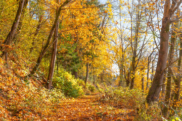 Bright yellow and orange autumn leaves on mountain trail.