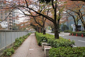 目黒川沿い遊歩道