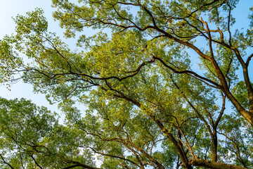 Lush green trees under the blue sky