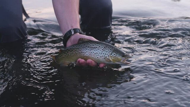Fisherman gently releases brown trout in shallow river, slow motion