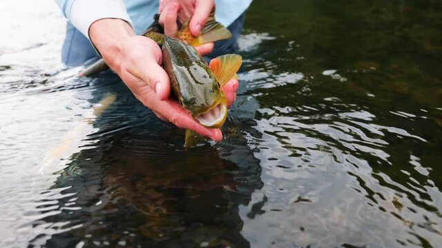 Fly fisherman show beautiful brown trout before releasing it in river
