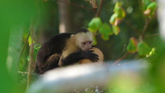 A cute capuchin monkey eating a coconut on a tropical forest