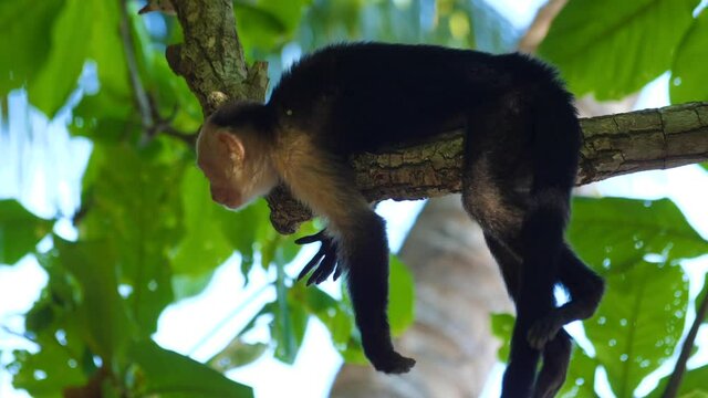 A cute Capuchin Monkey hanging and relaxing on the top of the trees in the wild