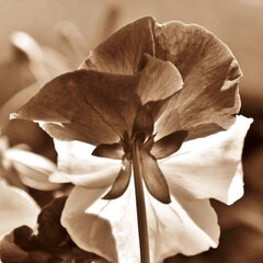 Close up of a Pansy blossom in sepia