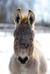 miniature donkey with fuzzy winter coat looking straight at camera cute animal portrait in vertical format magazine cover  format with room for masthead