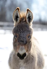 Fotobehang Ezel miniature donkey with fuzzy winter coat looking straight at camera cute animal portrait in vertical format magazine cover  format with room for masthead  © Shawn Hamilton CLiX 