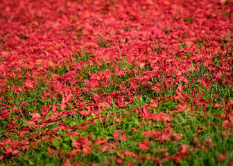 Green meadow with red maple leaves in autumn