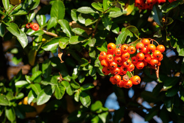 Orange fruit of firethorn (Pyracantha)
