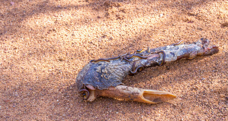 A piece of animal bone with skin covered with millipedes somewhere in the African wilderness