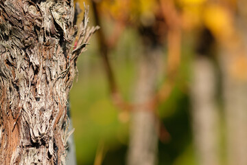 Gnarled vine bark close-up