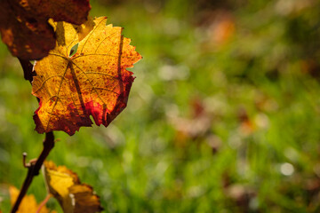 Yellow red coloured autumn grape leaf in back lit