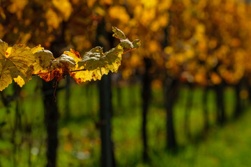Yellow grape leaves close-up in a vineyard in fall