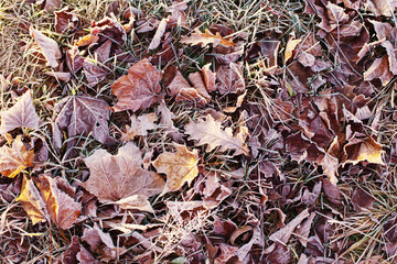 background with autumnal  frozen leaves