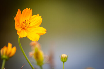 close up Yellow flowers Singapore daisy for background