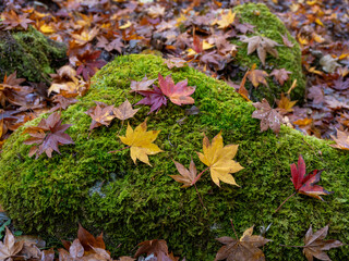 苔と紅葉