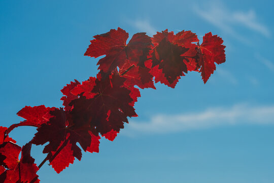 Branch with red coloured grape leaves with blue sky