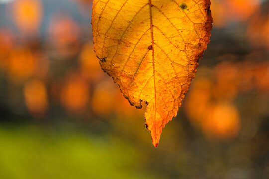 Orange yellow autumn coloured cherry tree leaf close-up